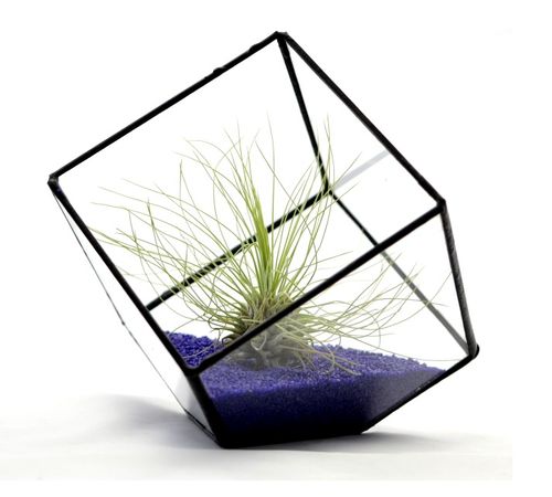 TILLANDSIA, OPLĄTWA X 6 SZT, NA START ! airplant na Arena.pl