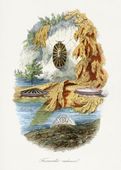Plakat 50x70cm Ślimak Wulkaniczny, Gervais Vintage do Salonu