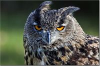 120CM 80CM OBRAZ ŚCIENNY SOWA FEANS