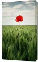 Obraz 40x70cm Samotny Mak na Polu