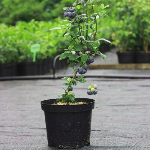 ZIEMIA PODŁOŻE DO BORÓWKI Z NAWOZEM KWAŚNA TORF ROŚLIN KWASOLUBNYCH na Arena.pl