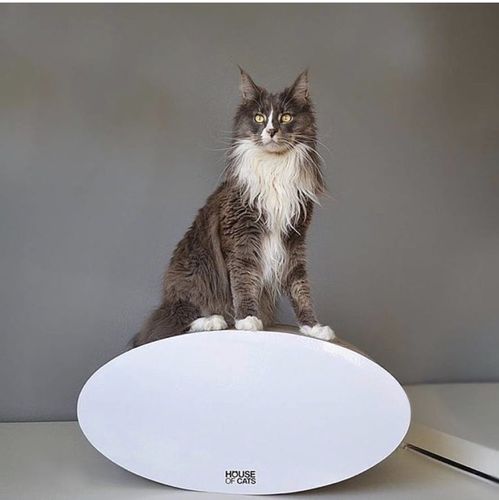 Drapak dla kota Roll na Arena.pl