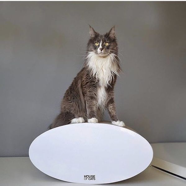 Drapak dla kota Roll zdjęcie 2