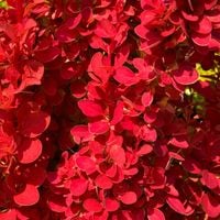 Berberys Thunberga 'Orange Ice' Pomarańczowy(Berberis thunbergii) 2.0L