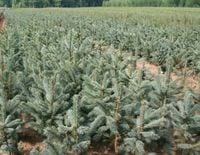 Świerk SREBRNY pospolity 4 latek 25-45 cm NA PLANTACJE sadzonki szkółkowane