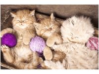 60X40CM ŚPIĄCE KOTY MISCE OBRAZ DRUK