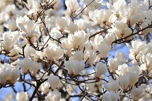 Magnolia Biała Alba Superba w Doniczce 3L do Ogrodu na Arena.pl