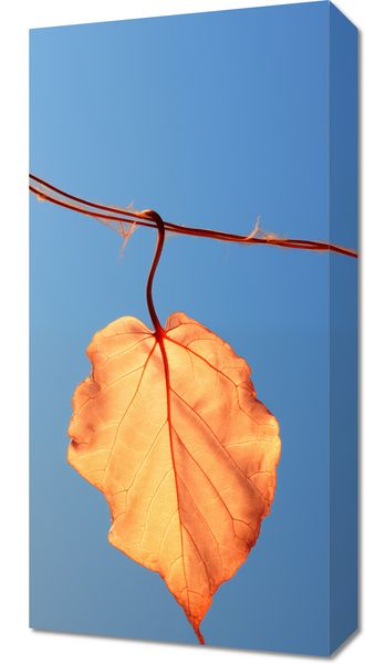 Obraz 30x60cm Ostatni Liść zdjęcie 1