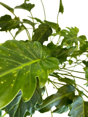 Filodendron XANADU (PHILODENDRON) 50 cm na Arena.pl