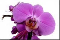 100 70CM OBRAZ PŁÓTNO FIOLETOWY STORCZYK PŁÓTNO RAMA