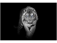 OBRAZ TIGER IN THE DARK