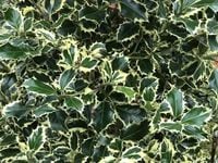 OSTROKRZEW zielono - kremowy ARGENTEA MARGINATA - sadzonki 10 / 20 cm