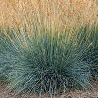 Kostrzewa sina EISVOGEL Niebieska trawa Sadzonki w doniczkach P9