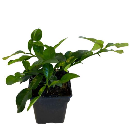 LIMONKA KAFFIR 20 cm na Arena.pl