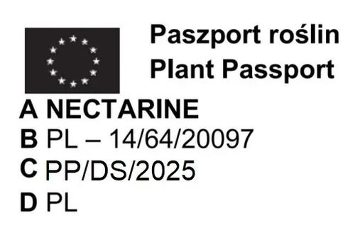 NEKTARYNKA kolumnowa na tarasy i balkony - sadzonki 40  / 50 cm na Arena.pl