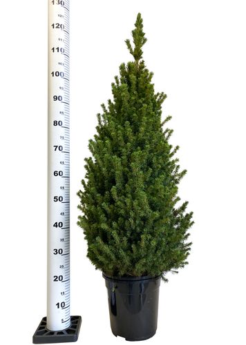 Świerk Picea 'Conica' 125 cm na Arena.pl