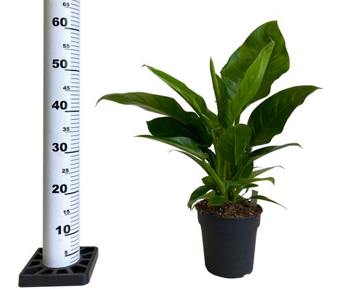 FILODENDRON IMPERIAL GREEN 55cm na Arena.pl