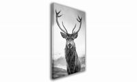 OBRAZ NA PŁÓTNIE 013 Czarno-biały jeleń 40x60cm