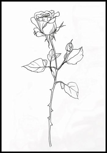 Plakat 68x98cm Kontur Róży na Arena.pl