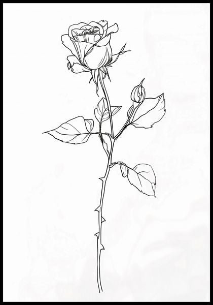 Plakat 68x98cm Kontur Róży zdjęcie 2