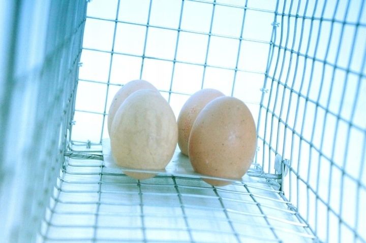 PUŁAPKA ŻYWOŁAPKA NA KUNY NORKI KLATKA 82x17x20 zdjęcie 6