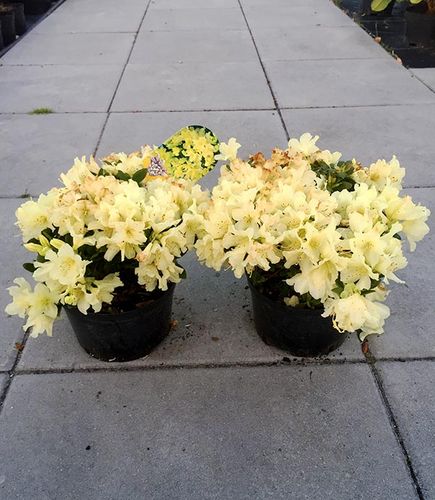 Różanecznik Patty Bee C2 E na Arena.pl