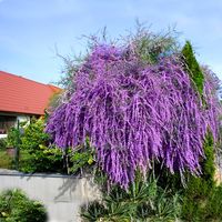 BUDLEJA SKRĘTOLISTNA - SZYBKOROSNĄCA, OBFICIE KWITNĄCA SADZONKA C2 /2 LITRY