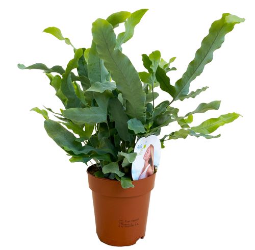 PAPROĆ  PHLEBODIUM BLUE STAR 30cm na Arena.pl