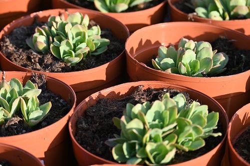 Rozchodnik okazały Meteor na skalniak na Arena.pl