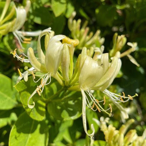 Wiciokrzew pomorski 'Graham Thomas' Pięknie pachnie, Doniczka 2.0L na Arena.pl