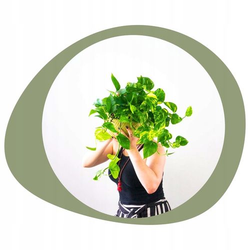 Epipremnum Aureum ZŁOCISTE Przebarwienia PNĄCZE Łatwa Uprawa Sercowate na Arena.pl