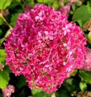 HORTENSJA DRZEWIASTA Candybella Sorbet - sadzonki w doniczkach