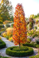 AMBROWIEC KOLUMNOWY - sadzonki 90 / 110 cm