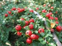 P9 IRGA ROZKRZEWIONA COTONEASTER DUVARICATA