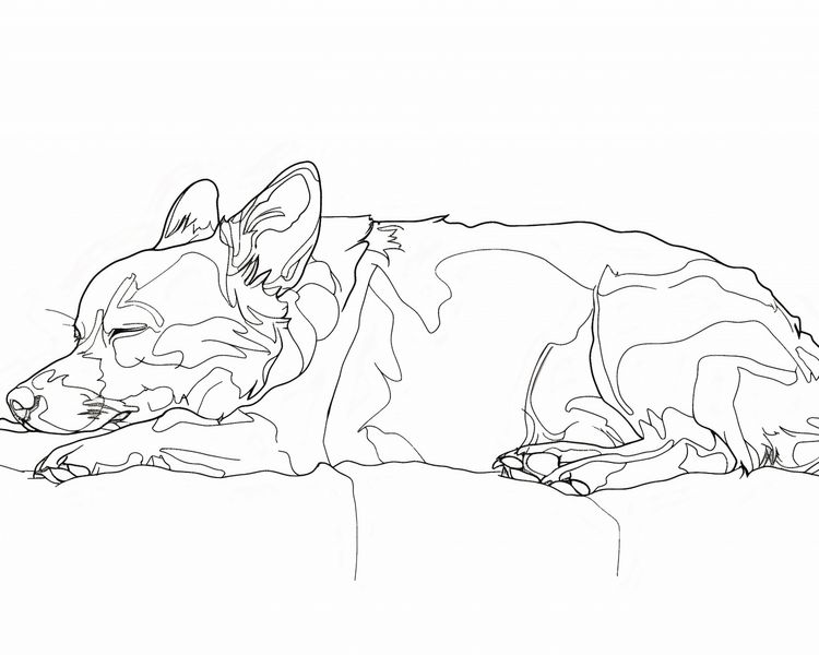 Plakat 50x40cm Śpiący Psiak zdjęcie 1