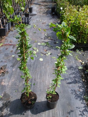 Rdestówka rdest Auberta Aubertii 40-60cm C2 na Arena.pl