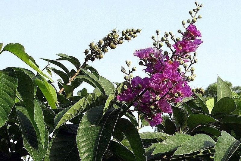 Lagerstroemia fioletowa Benoit P9 zdjęcie 6