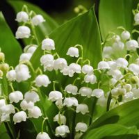 Konwalia majowa biała dobrze ukorzeniona (Convallaria majalis) Doniczka 1L