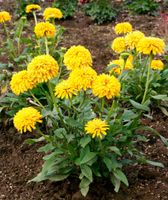 JEŻÓWKA DELIGHTFUL SOL - sadzonki w doniczkach