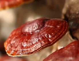 Reishi Gano (RG) 90 kaps. DXN na Arena.pl