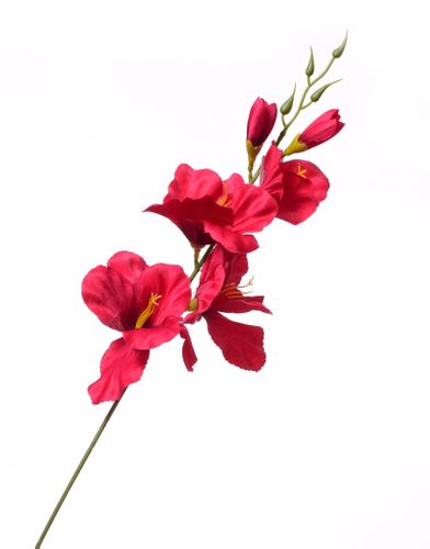 Mieczyk gałązka czerwony na Arena.pl