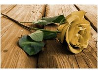 60X40CM CIEKAWA RÓŻA OBRAZ