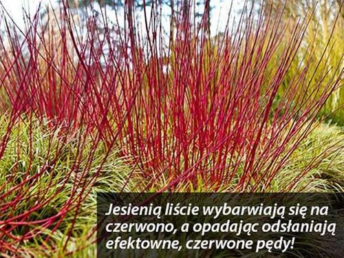 Dereń biały Elegantissima C3 na Arena.pl