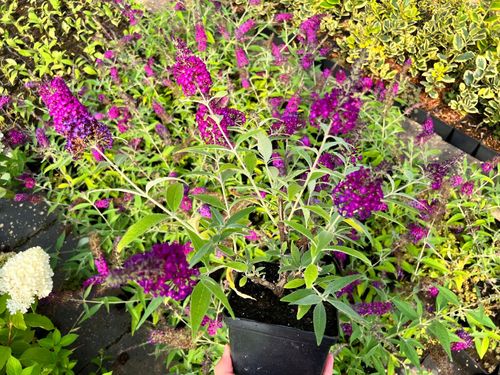Budleja Dawida 'Magenta Munchkin' (Buddleja davidii) Doniczka 2.0L na Arena.pl