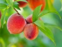 BRZOSKWINIA ZWYCZAJNA Prunus persica NASIONA 25 sztuk - 100g.