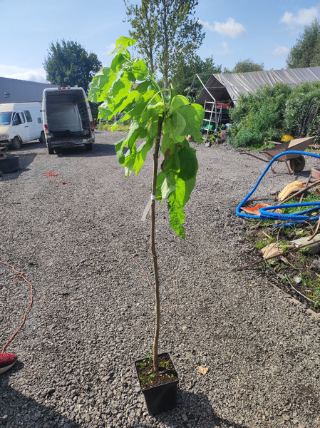 Catalpa Katalpa Bignoniowa Szczepiona Na Pniu Sadzonki Arena Pl