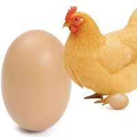 Podkładowe jajko jajo dla kury kurze jaja duże sztuczne jajka hodowla kur