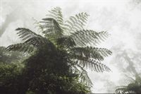 Fototapeta Las we Mgle PAPROĆ Natura do Sypialni 90x60