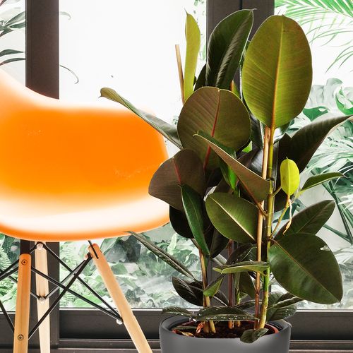 FIKUS ELASTIKA ROBUSTA 90cm na Arena.pl