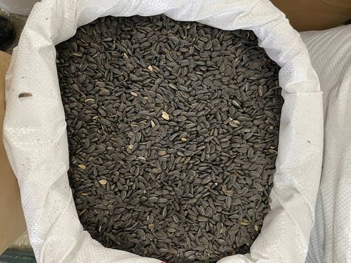 Czarny Słonecznik Ziarna Karma PREMIUM Dla Ptaków I Gołębi 20 kg na Arena.pl